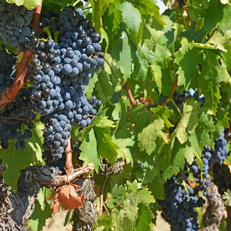 Tranquil With Pool Vila *